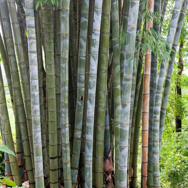 Graines de bambou Dendrocalamus latiflorus | Non traçant